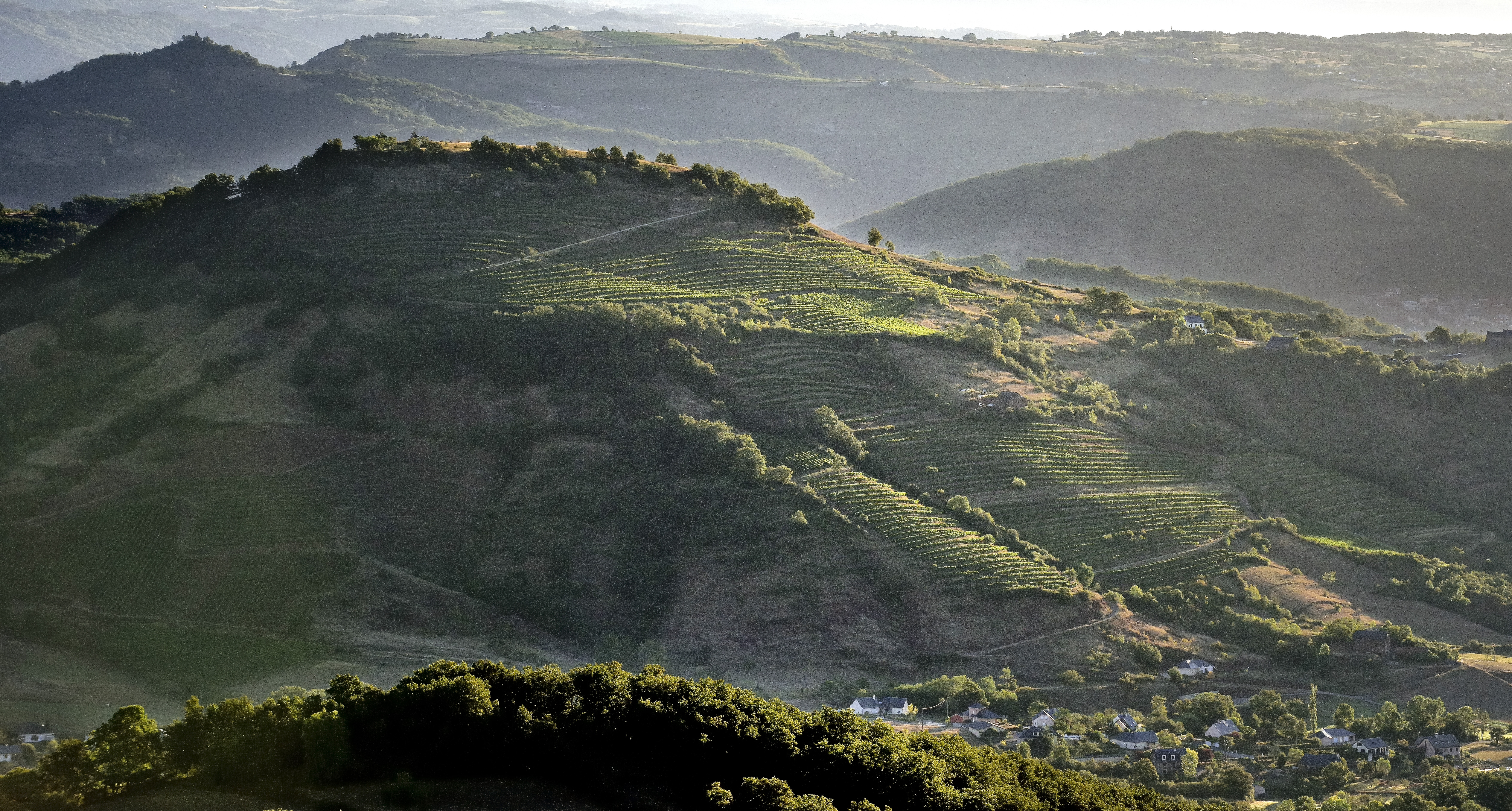 Vignes AOP Marcillac