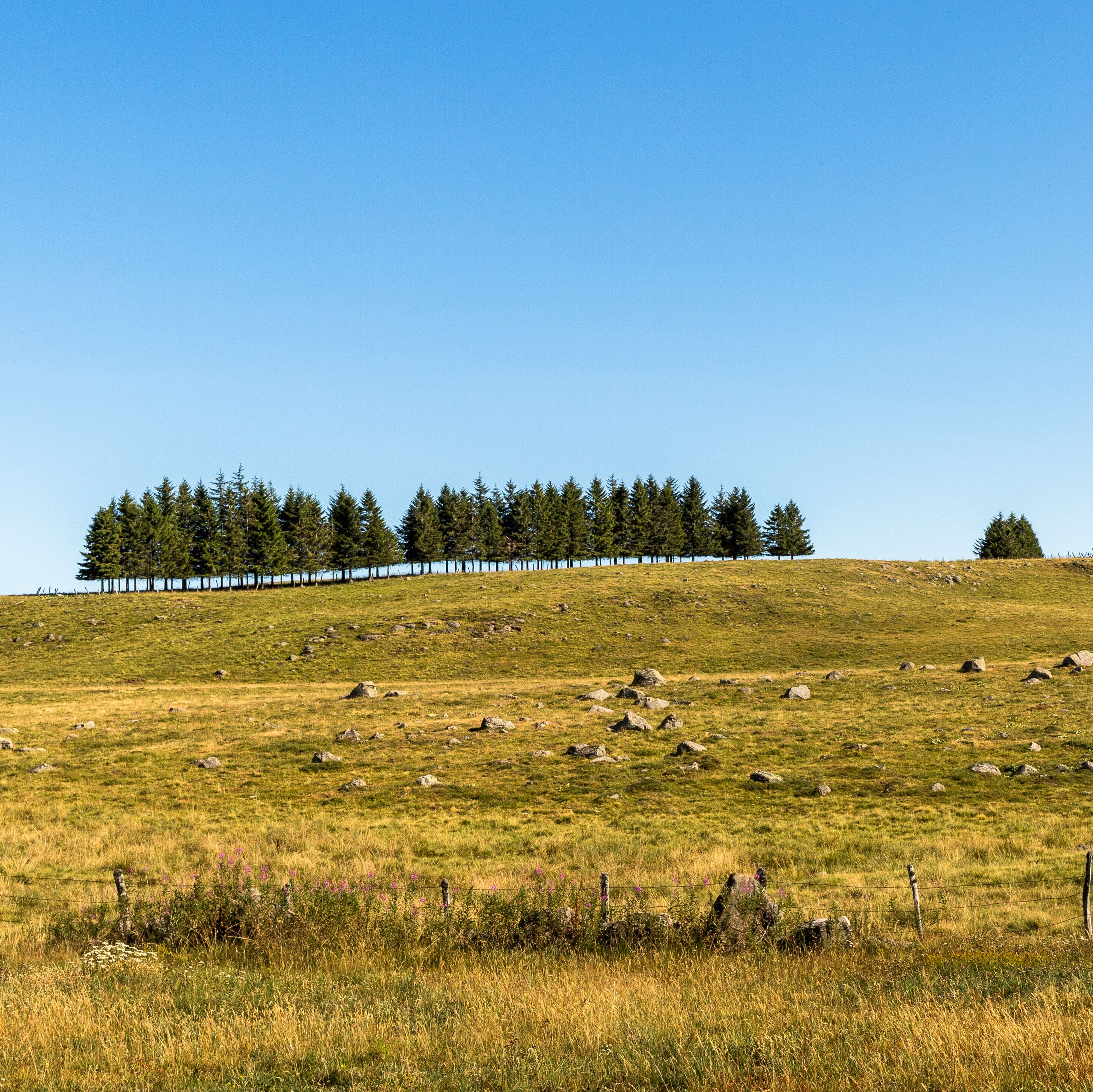 Plateau de l'Aubrac - Aveyron