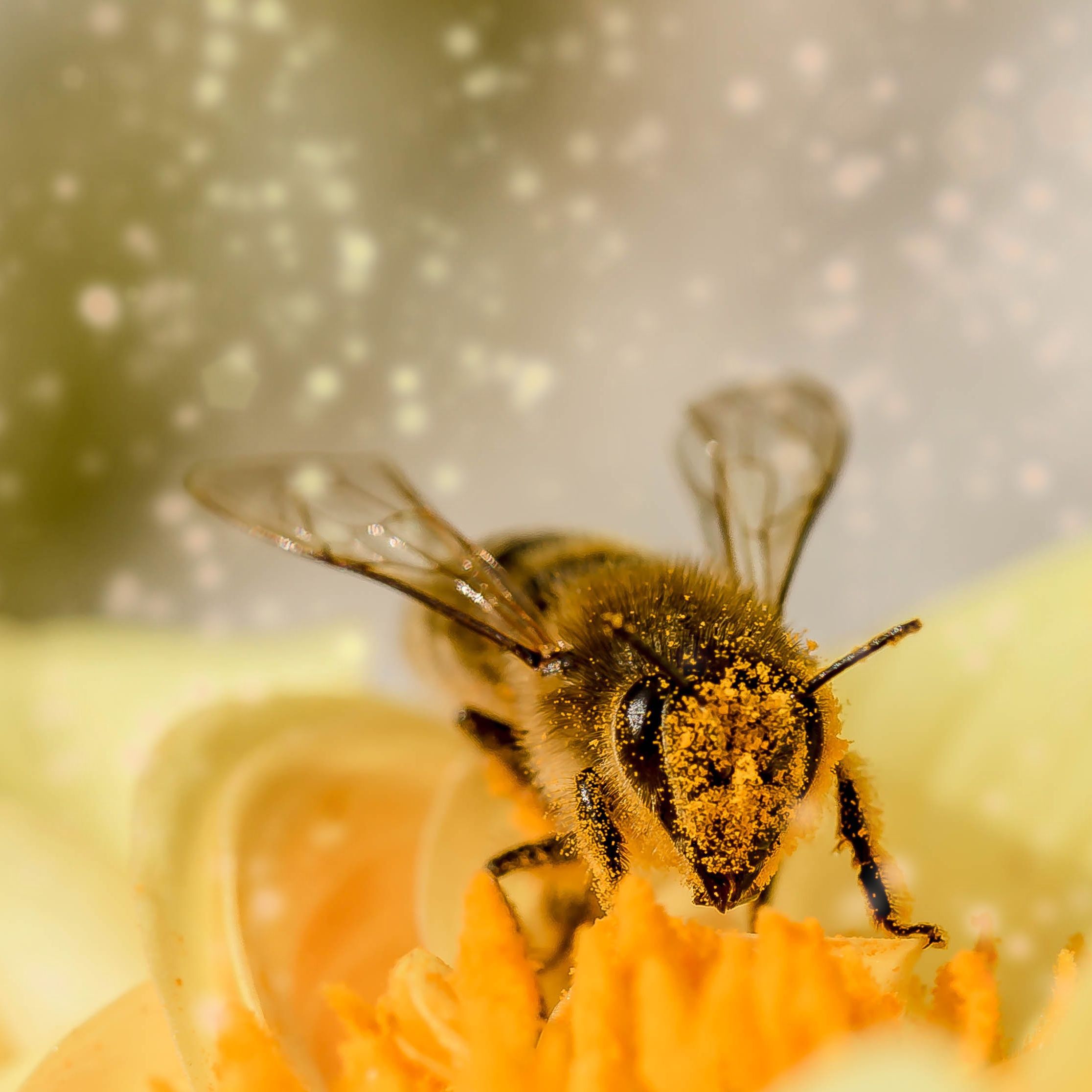 Une abeille domestique butine une fleur. © Pixabay