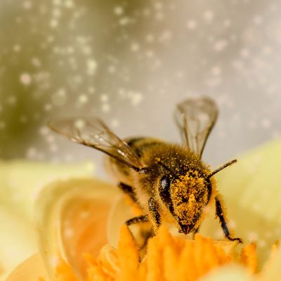 Une abeille domestique butine une fleur. © Pixabay