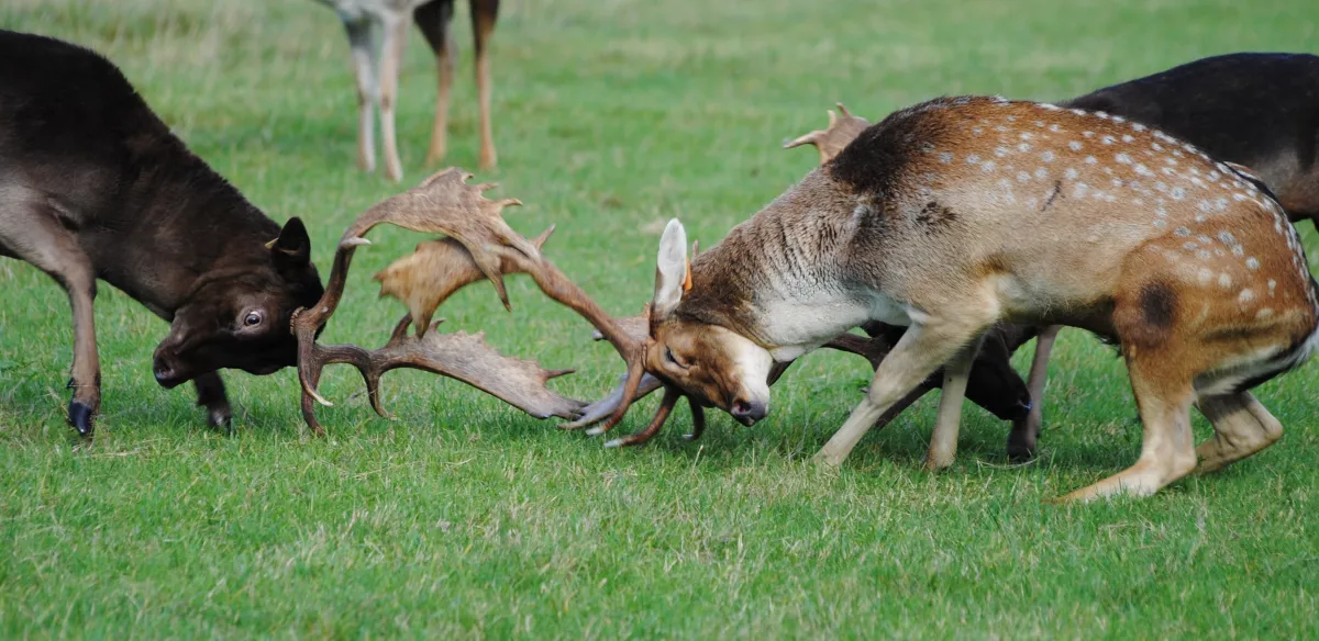 Ambassade Aveyronnaise Cerf Combat