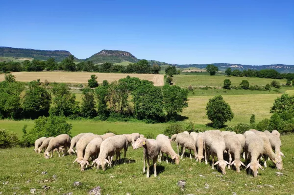 Troupeau Lacaune Cdelphine Atch Img 20200524 162106