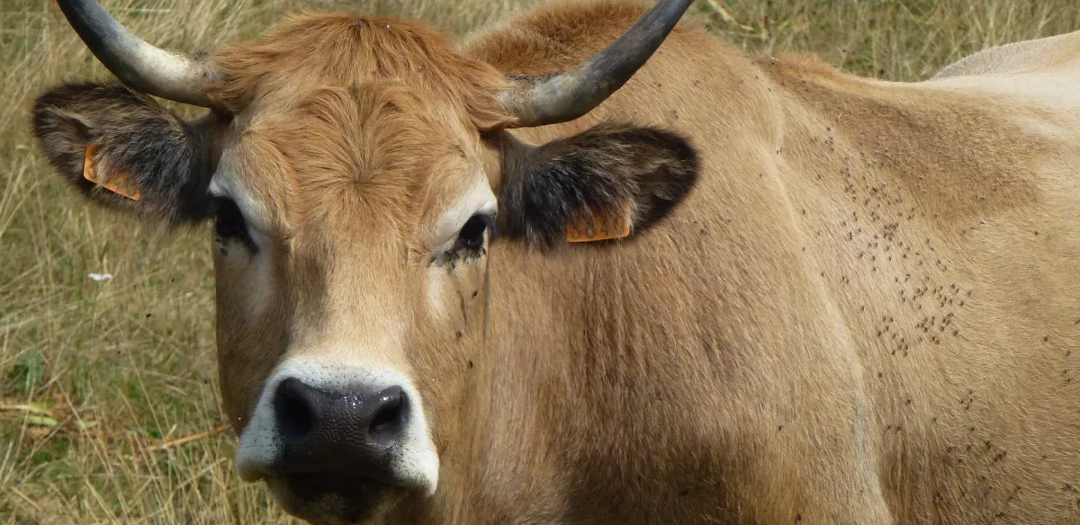 Ambassade Aveyronnaise Vache Aubrac