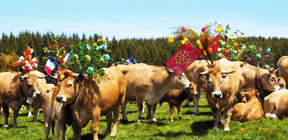 La Transhumance, migration périodique du bétail entre les pâturages d'hiver et les pâturages d'été.