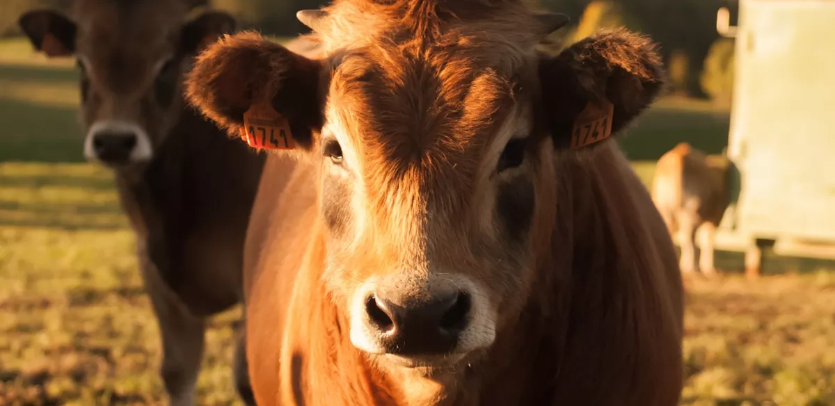 La vache race Aubrac et ses yeux maquillés.